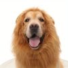 Adjustable Lion Wig with Ears for Dogs - Cute and Fun Mane Costume for Your Pet